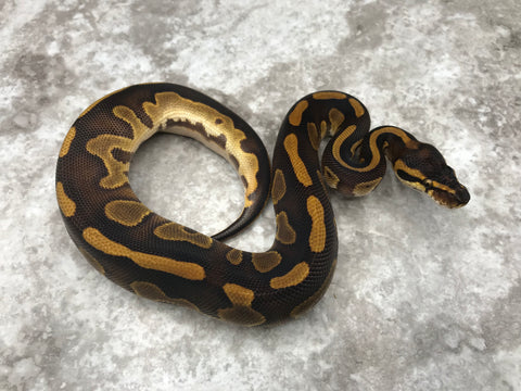 Black Head Leopard Enchi Het Clown