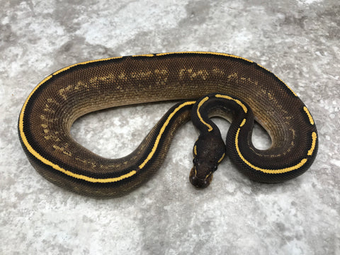 Super Asphalt Blackhead Mojave