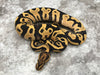Leopard Desert Ghost Het Clown or Het Cryptic