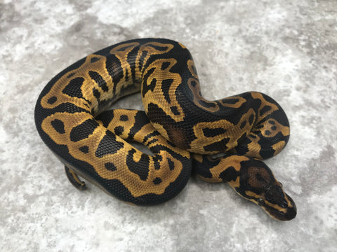 Leopard Asphalt Het Clown