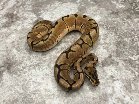 Spider Het Desert Ghost Het TSK Axanthic Het Clown OR Cryptic