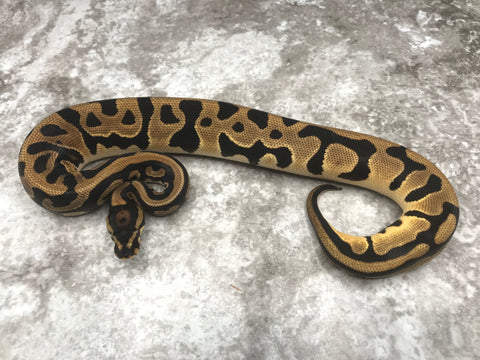 Orange Dream Leopard Het Desert Ghost Het Pied