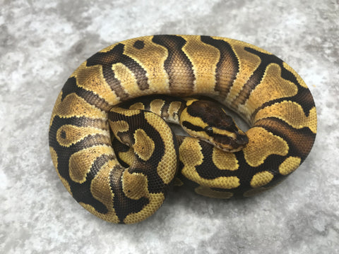 Enchi Asphalt 66% pos Het Clown