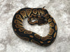 Black Head Het Desert Ghost Het Clown