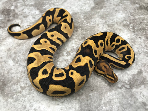 Leopard Desert Ghost Het Clown or Het Cryptic