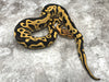 Leopard Yellowbelly Crypton Desert Ghost