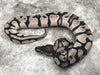 Orange Dream Vanilla TSK Axanthic