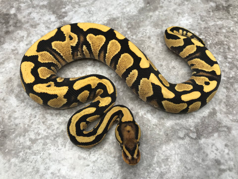 Yellow Belly Desert Ghost Het Clown