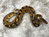 Leopard Enchi Het Desert Ghost
