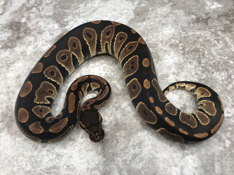 Blackhead Het Lavender Het Clown