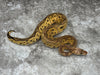 Pastel Red Stripe Clown