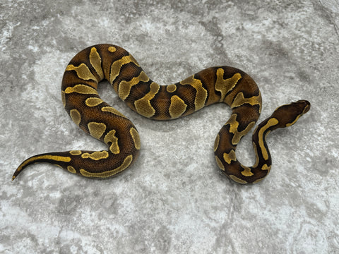 Super Black Head Enchi Asphalt Het Clown