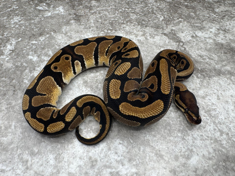 Het Genetic Stripe Het Desert Ghost 50% Het Cryptic