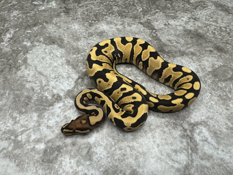 Yellow Belly Desert Ghost Het Clown