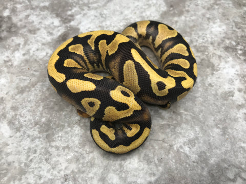 Yellow Belly Desert Ghost Het Clown