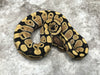 Desert Ghost Het TSK Axanthic