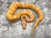 Blade Lavender Het Clown 50% Het Pied