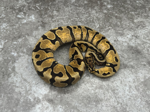 Red Stripe Spotnose Enchi Het Clown