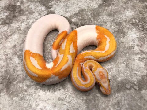Lavender Pied 66% Het Clown
