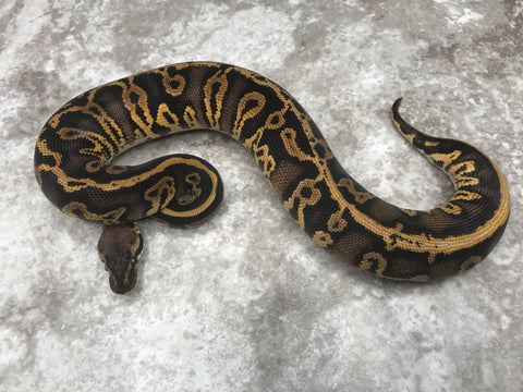 Black Head Pastel Leopard Het Clown