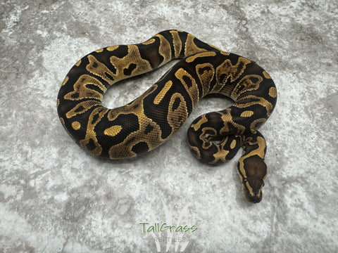 GHI Leopard Het Clown