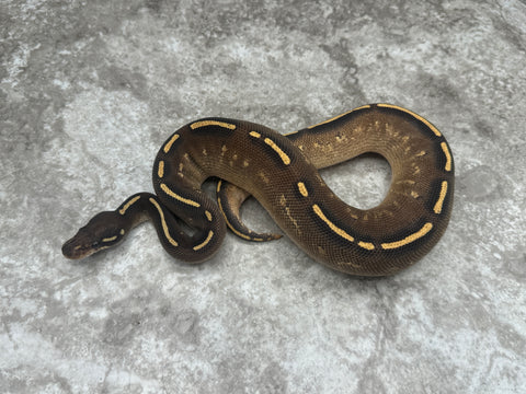 Super Asphalt Black Head Mojave