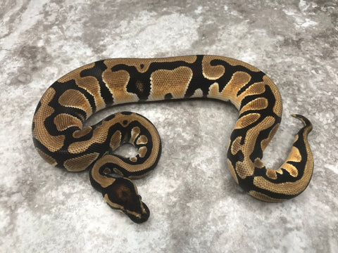 Orange Dream Leopard Het Desert Ghost Het Pied