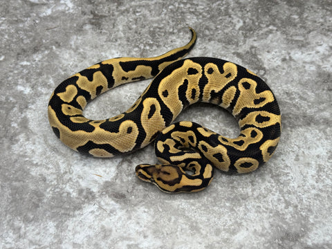 Leopard Desert Ghost Het Clown