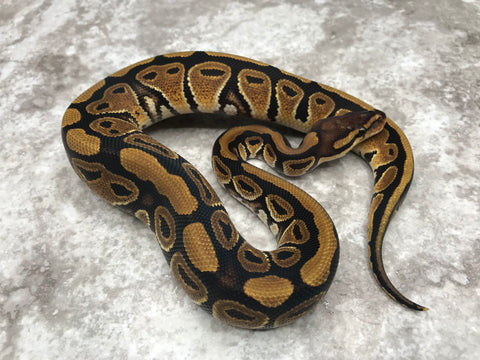 Het Desert Ghost 66% pos Het Clown or Cryptic