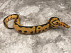 Leopard Desert Ghost Clown