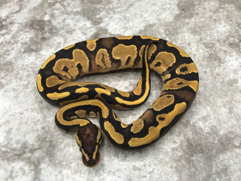 Fire Yellow Belly Het Pied