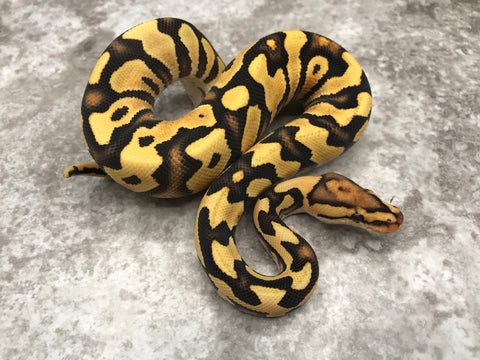 Yellow Belly Crypton Desert Ghost