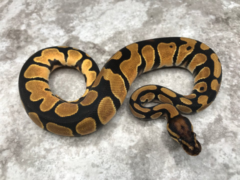 Super Orange Dream Het Desert Ghost Het Pied