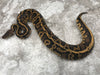 Black Head Pastel Leopard Het Clown