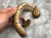 Red Stripe Yellow Belly Het Clown