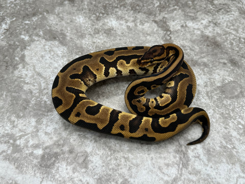 Leopard Yellow Belly Het Desert Ghost 50% Het Clown