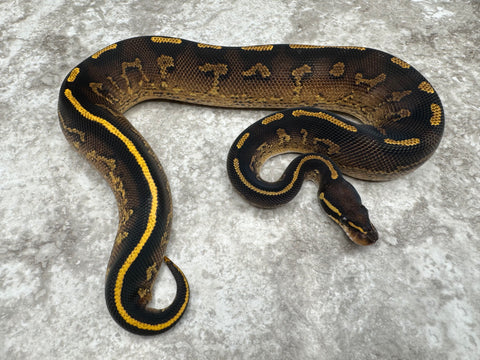 Super Asphalt Black Head