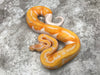 Blade Lavender Pied 66% Het Clown