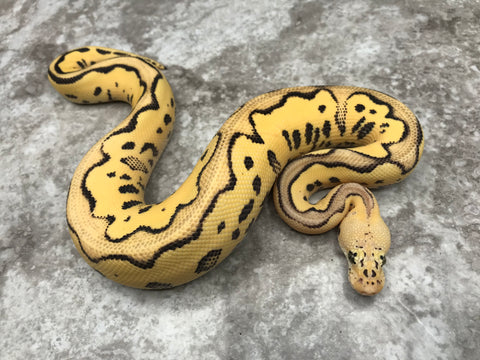 Pastel Leopard Desert Ghost Clown