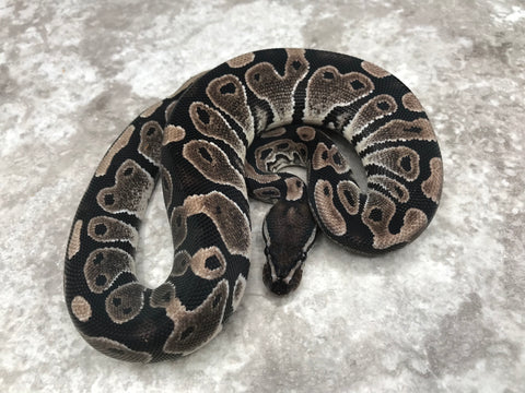 Black Axanthic