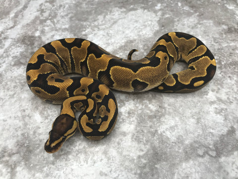 Yellowbelly Het Clown