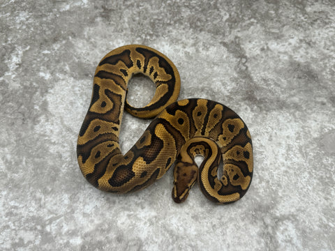 Red Stripe Leopard Orange Dream Het Clown