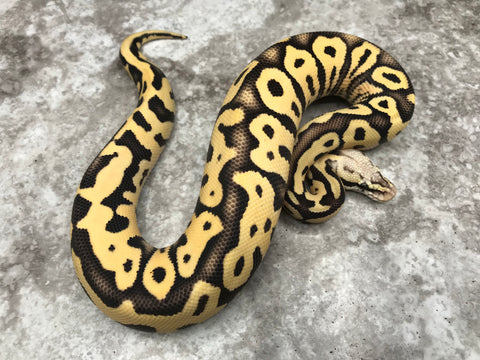 Pastel Leopard Desert Ghost Het Clown