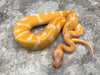 Blade Lavender Het Clown 50% Het Pied