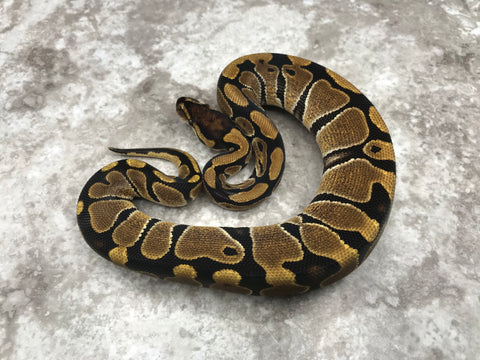 Enchi Het Desert Ghost