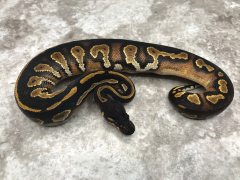 Super Black Head 66% Het Pied 50% Het Lavender