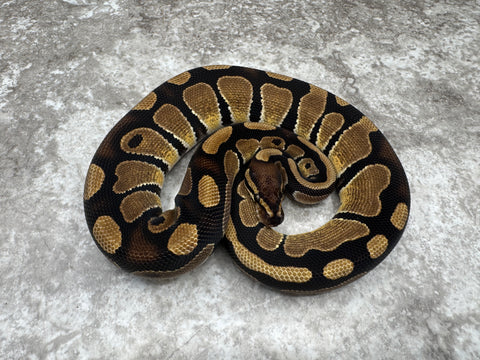 Het Genetic Stripe Het Desert Ghost 50% Het Cryptic