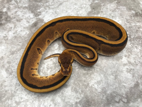 G-Stripe 66% Het Hypo