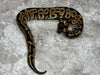 Leopard Het Clown