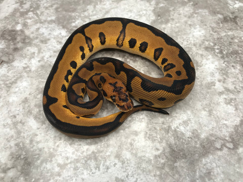 Leopard Yellow Belly Clown Het Desert Ghost